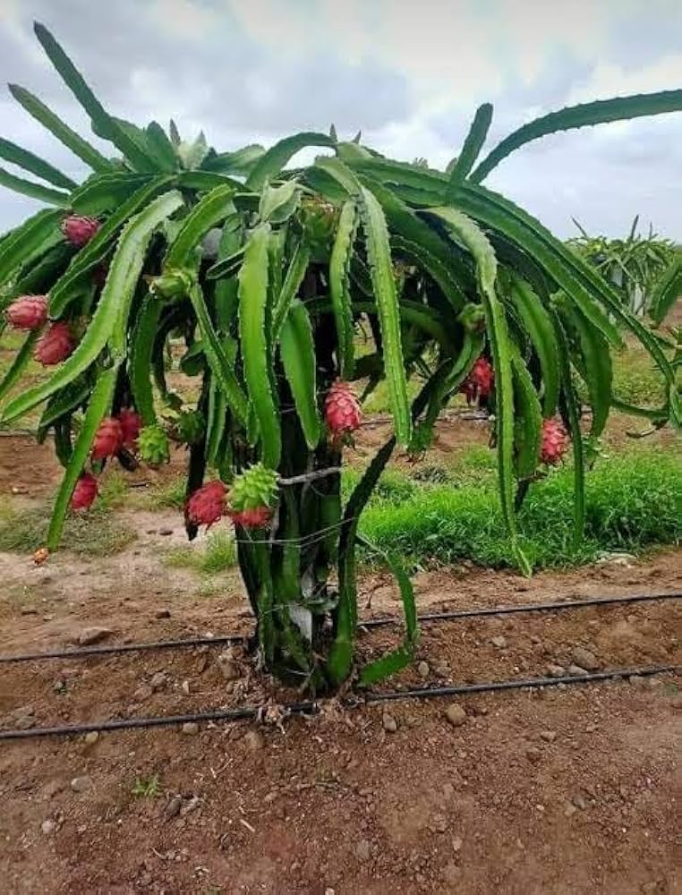 Dragon Fruit